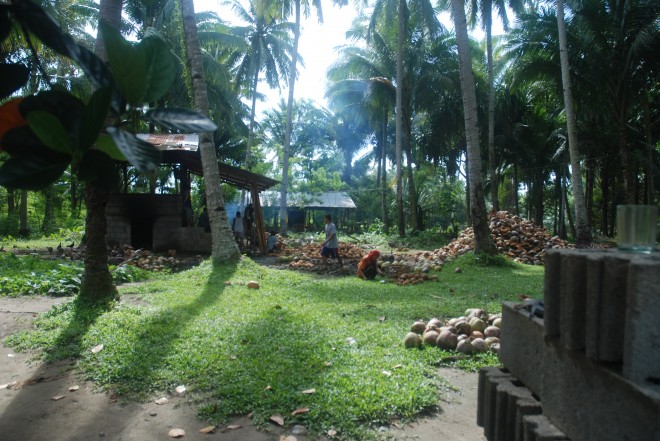 Coconut processing
